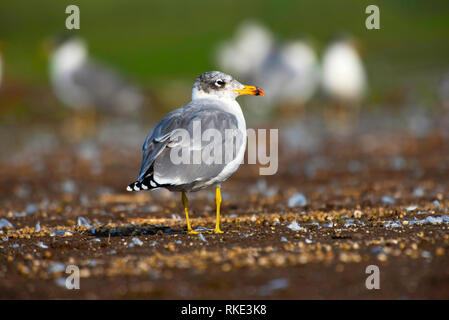 Gabbiano Pallas, Ichthyaetus ichthyaetus, Bhigwan, Maharashtra, India Foto Stock