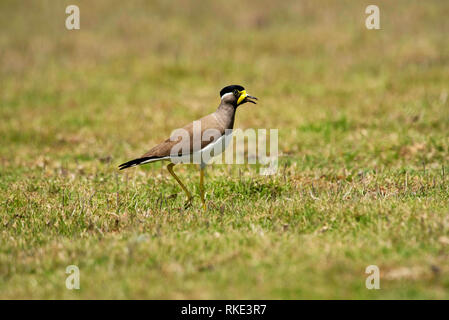 Giallo wattled pavoncella, Vanellus malabaricus, Bhigwan, Maharashtra, India Foto Stock