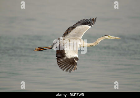 Airone cenerino, Ardea cinerea, Bhigwan, Maharashtra, India Foto Stock