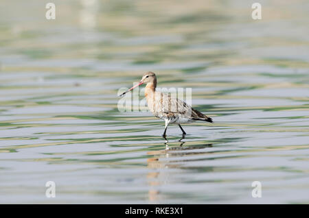 India Black tailed godwit, Limosa limosa, Bhigwan, Maharashtra Foto Stock