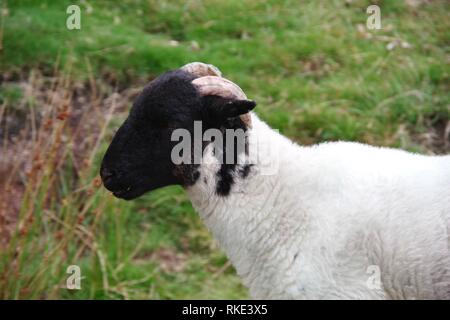 Scottish Blackfaced pecora dalla Wistmans legno, Parco Nazionale di Dartmoor, due ponti. Devon, Regno Unito. Foto Stock