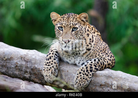 Indian leopard, Panthera pardus fusca, Tadoba Andhari Riserva della Tigre, Maharashtra, India Foto Stock