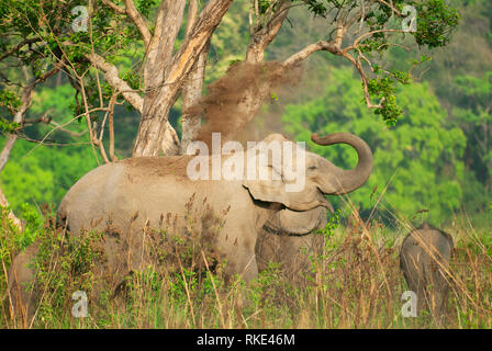 Elefante asiatico, Elephas maximus, Jim Corbett National Park, Uttarakhand, India Foto Stock