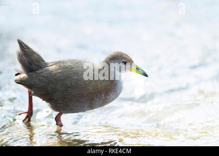 Brown, Crake Amaurornis akool, Jim Corbett National Park, Uttarakhand, India Foto Stock