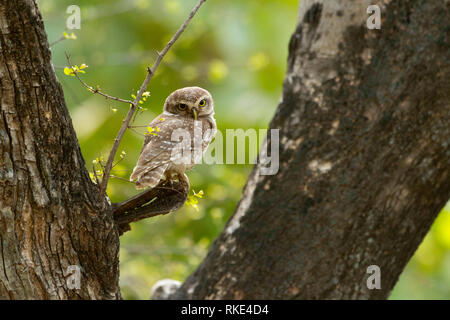 Spotted owlet, Athene brama, Ranthambore Riserva della Tigre, Rajasthan, India Foto Stock