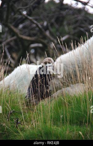 Scottish Blackfaced pecora dalla Wistmans legno, Parco Nazionale di Dartmoor, due ponti. Devon, Regno Unito. Foto Stock