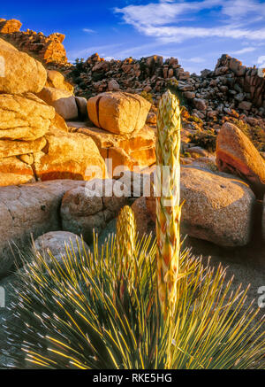 Fioritura Nolina, Nolina parryi, Hidden Valley, Joshua Tree National Park, California Foto Stock