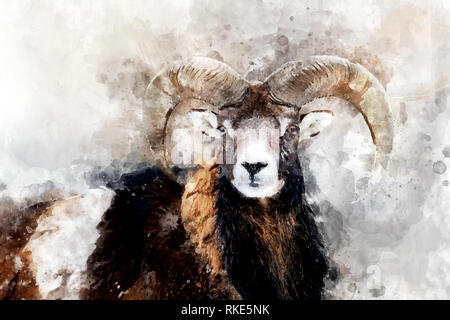 Illustrazione ad acquerello ovis ritratto. Bella wildlife world Foto Stock