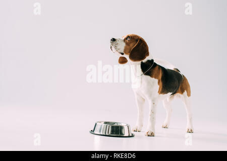 Simpatico cane beagle in piedi vicino al vaso su sfondo grigio Foto Stock