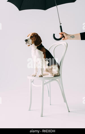 Vista ritagliata della donna azienda Ombrello nero vicino al cane beagle seduti su una sedia su sfondo grigio Foto Stock