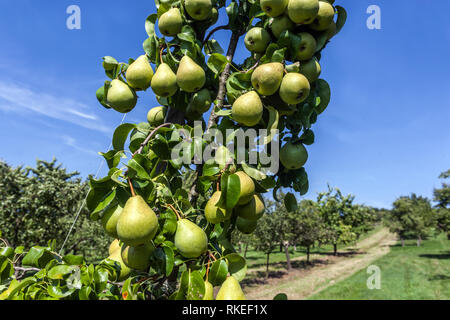 Frutta matura su albero di pere in frutteto Foto Stock