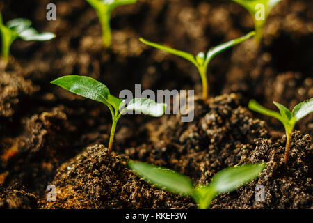 Piantine di pepe nel terreno chiuso su plantule Foto Stock