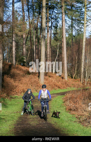 Delamere Forest, Cheshire, Regno Unito. Xi Febbraio, 2019. Lunedì 11 Febbraio 2019 - Su un bel lunedì mattina quando la maggior parte delle persone sono l'impostazione off per lavorare il primo giorno della settimana di lavoro alcuni stati fortunati abbastanza per godersi il sole " la fede che i loro animali domestici a Delamere Forest, Cheshire, Inghilterra, UK Credit: John Hopkins/Alamy Live News Foto Stock