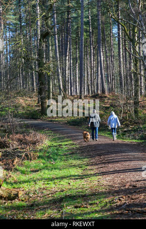 Delamere Forest, Cheshire, Regno Unito. Xi Febbraio, 2019. Lunedì 11 Febbraio 2019 - Su un bel lunedì mattina quando la maggior parte delle persone sono l'impostazione off per lavorare il primo giorno della settimana di lavoro alcuni stati fortunati abbastanza per godersi il sole " la fede che i loro animali domestici a Delamere Forest, Cheshire, Inghilterra, UK Credit: John Hopkins/Alamy Live News Foto Stock