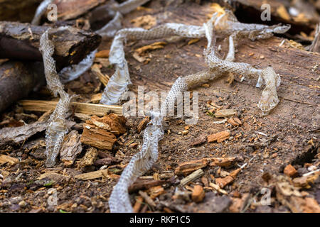 Snake slough su sfondo di legno, pelle di serpente Foto Stock