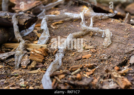 Snake slough su sfondo di legno, pelle di serpente Foto Stock