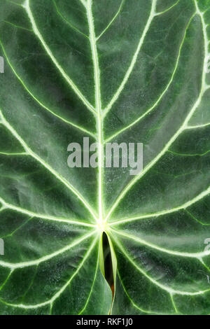 Bella pianta foglia in botanic casa verde, motivo unico, la vegetazione Foto Stock