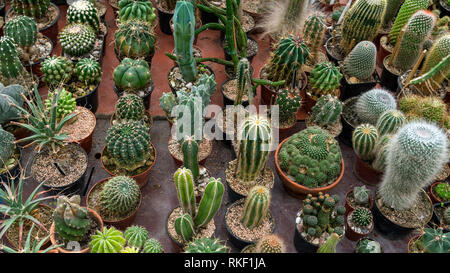 Una grande varietà di cactus sulla tavola in botanic green house vista superiore Foto Stock