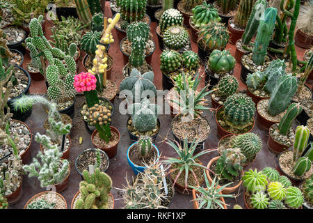 Una grande varietà di cactus sulla tavola in botanic green house vista superiore Foto Stock