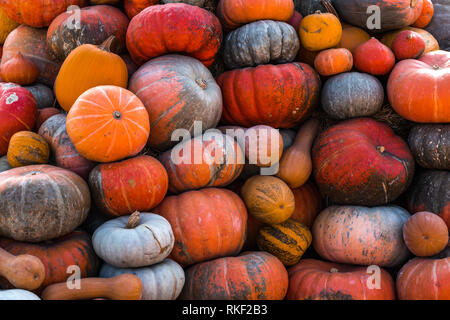 Zucche colorata collezione outdoor sul mercato d'autunno Foto Stock