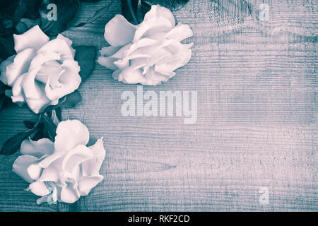 Luxury Rose giallo su uno sfondo di legno chiaro Foto Stock