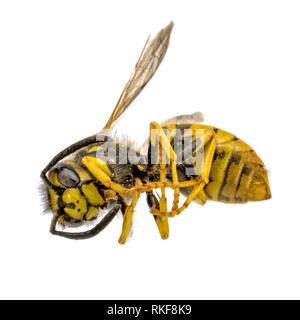 Giallo morto wasp è sdraiato rannicchiato davanti a uno sfondo bianco Foto Stock