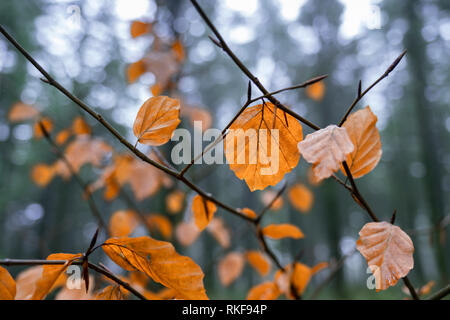 In autunno il faggio lascia ancora sui rami. Foto Stock