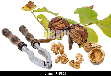 Noci e schiaccianoci con le noci fresche sul ramo e foglie verdi, isolato su bianco Foto Stock