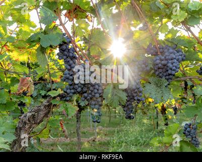 Mature uve blu appendere nella retroilluminazione diretta del sole sulla boccola Foto Stock