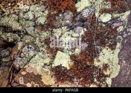 Rocce costiere licheni su Alderney Foto Stock