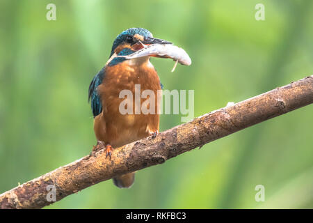 Politica europea comune in materia di Kingfisher (Alcedo atthis) appollaiato su un bastone sopra il fiume e la caccia per i pesci. Un Minnow (Phoxinus phoxinus è stato catturato ed è Foto Stock