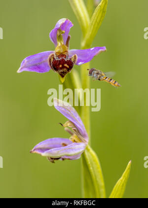 Hoverfly vicino Bee orchid (Ophrys apifera) due fiori rosa humblebee mimicing insetti per polinate il fiore. Sfocate su sfondo verde Foto Stock