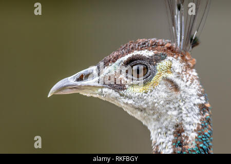 Testa del pavone femmina (Pavo cristatus) close up con sfondo sfocato Foto Stock
