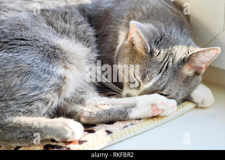 Bellissimo gatto grigio close-up di dormire su un davanzale bianco. Paws, con tamponi di rosa sono graziosamente impilati vicino al muso. Foto Stock