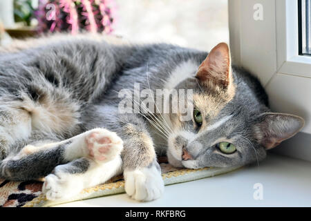 Bellissimo gatto grigio closeup con gli occhi aperti in appoggio su un davanzale bianco su una rosa di sfondo di cactus. Foto Stock