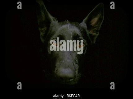 Ritratto di un cane nero su sfondo nero Foto Stock