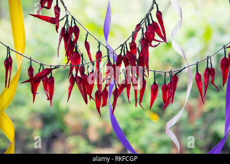 Peperoncino essiccato appesi su sfondo verde Foto Stock