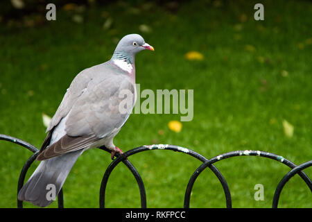 Pigeon seduto su una recinzione Foto Stock