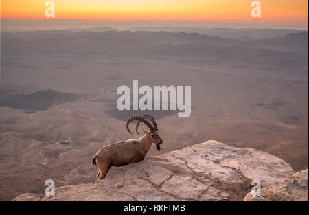 Stambecco sulla scogliera di Ramon cratere a sunrise nel deserto del Negev in Mitzpe Ramon, Israele Foto Stock