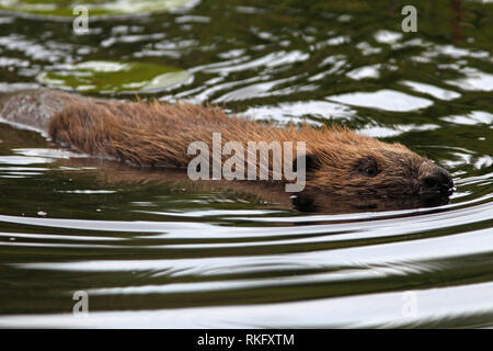 Castoro europeo (Castor fiber) nuoto, Knapdale foresta, Argyll, Scozia. Foto Stock