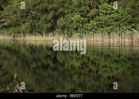 Castoro europeo (Castor fiber) nuotare lungo un loch, Knapdale foresta, Argyll, Scozia. Foto Stock