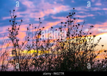 Silhouette di fiori selvatici prati piante secche contro il cielo sanguinoso, sfondo tramonto Foto Stock