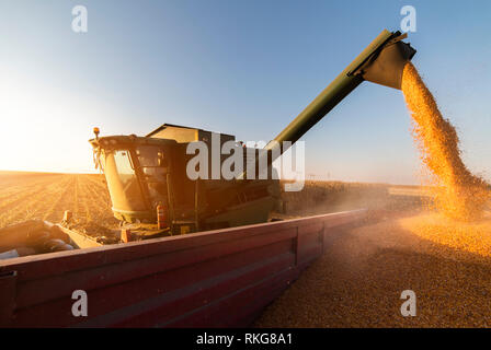 Versando il mais granella nel rimorchio del trattore dopo il raccolto Foto Stock