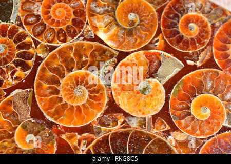 Sezionata ammonita fossili impostato in resina Foto Stock