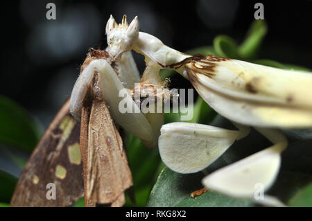 Orchidea maschio Mantis mangiare Butterfly Foto Stock