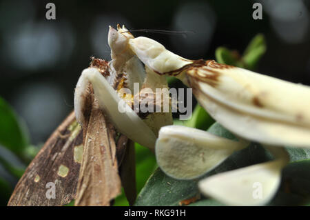 Orchidea maschio Mantis mangiare Butterfly Foto Stock