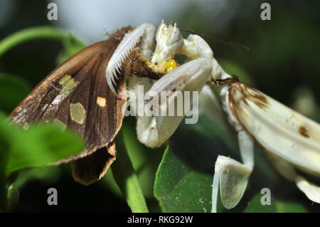 Orchidea maschio Mantis mangiare Butterfly Foto Stock