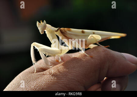 Orchidea maschio Mantis a portata di mano Foto Stock