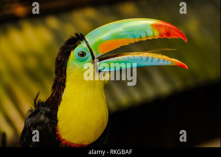 Un ritratto di un bellissimo arcobaleno colorato Toucan Foto Stock