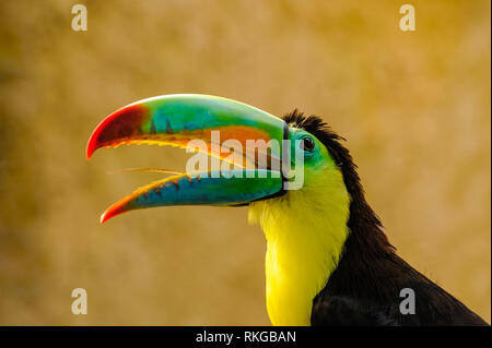 Un ritratto di un bellissimo arcobaleno colorato Toucan Foto Stock